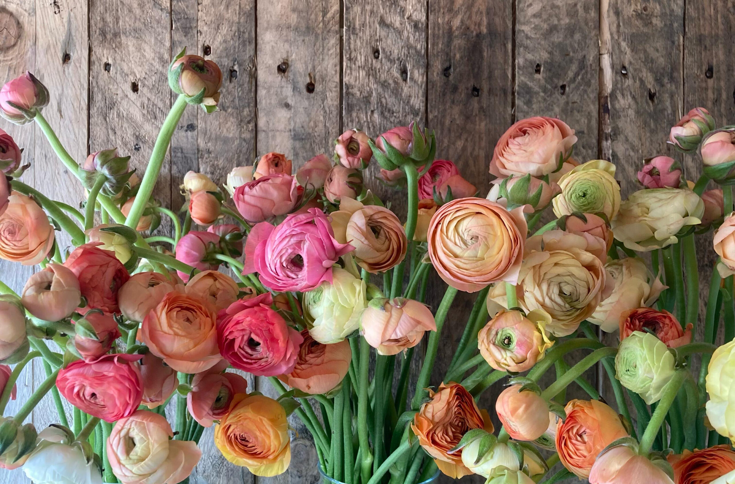 SanctauryFlowersHomepage